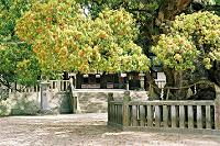 楠と神門