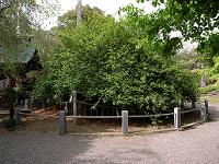 冠稲荷神社の木瓜