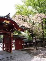 神門と八重の桜