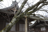 桜はいつか