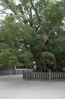 大山祇神社にて