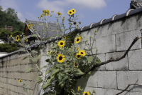 夏の花