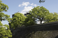 緑の向こうに熊本城本丸