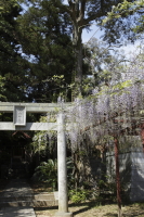 藤の花も風に揺れている