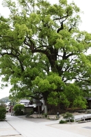 楠