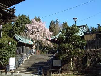 拝殿の桜