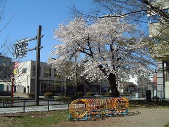 勝山公園の桜