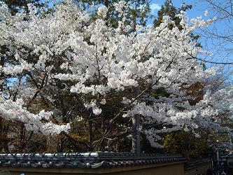 仙岳院の桜